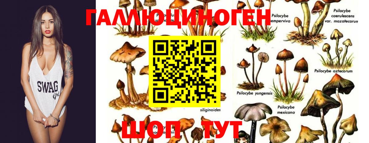Псилоцибиновые грибы Cubensis Можайск